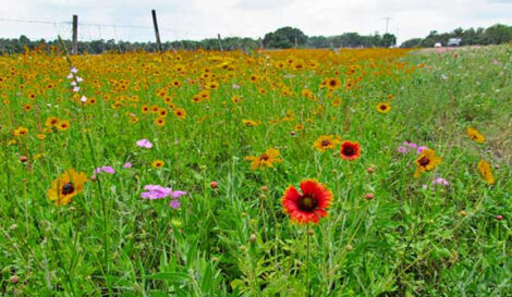 Climate-Savvy Alternatives to Lawns Image